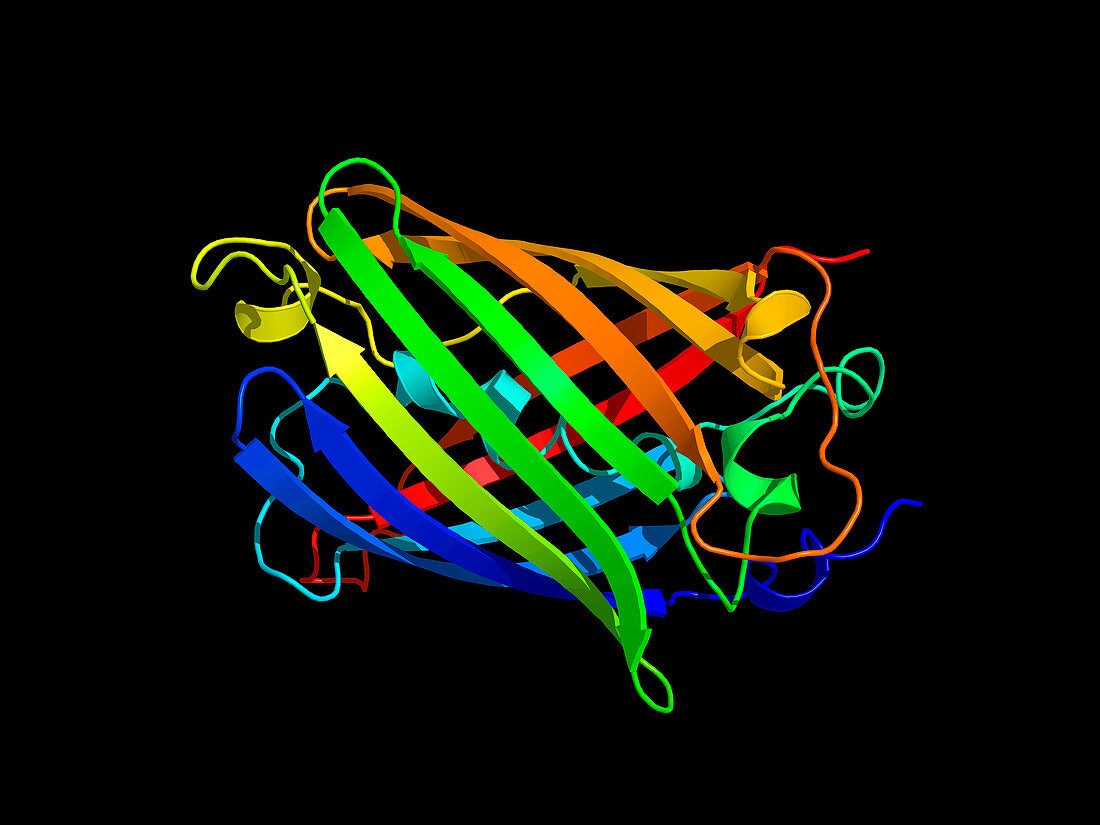 Green fluorescent protein,computer model