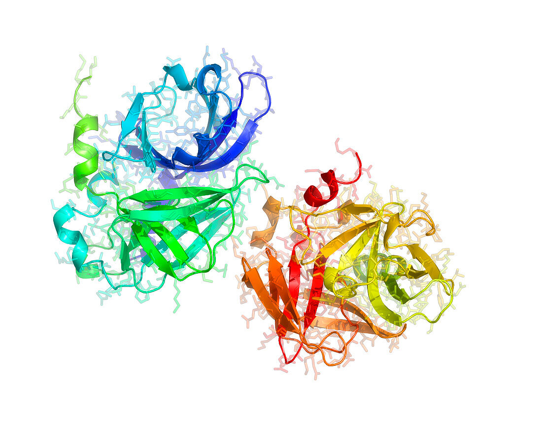 Hepatitis A virus 3C proteinase enzyme