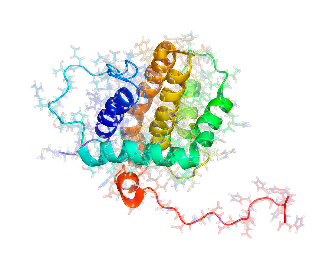 BHRF 1 protein from Epstein-Barr virus