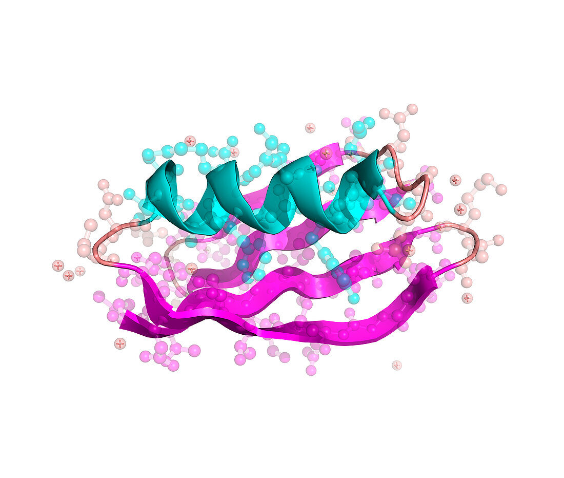 Streptococcal protein G molecule