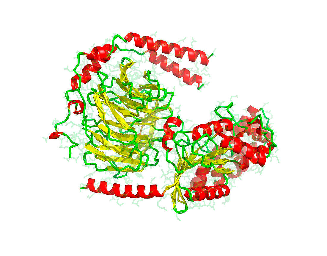 Heterotrimeric G protein complex molecule