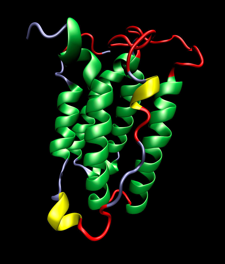 Interferon molecule