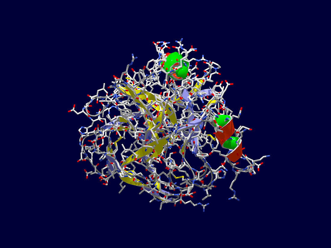 NovoSeven clotting protein molecule