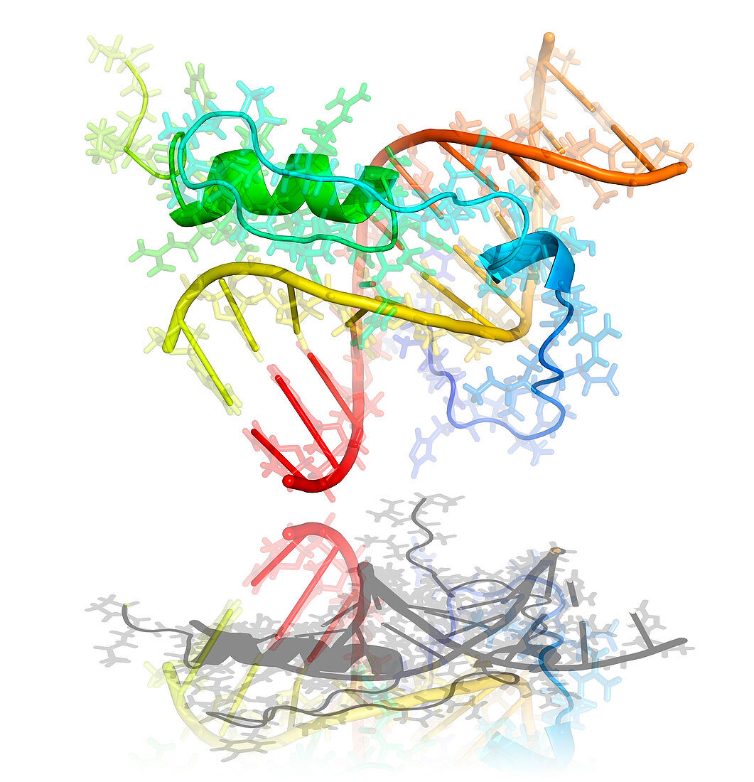 GAGA transcription factor molecule