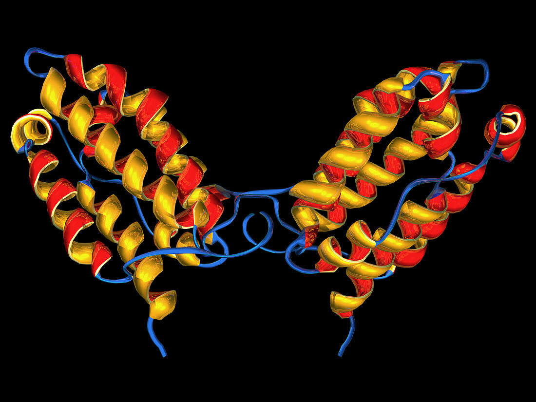 Interleukin-10,molecular model