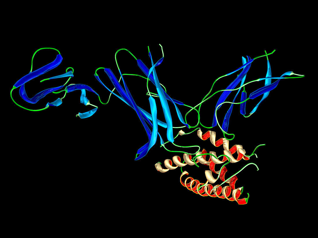 Interleukin-12 protein molecule