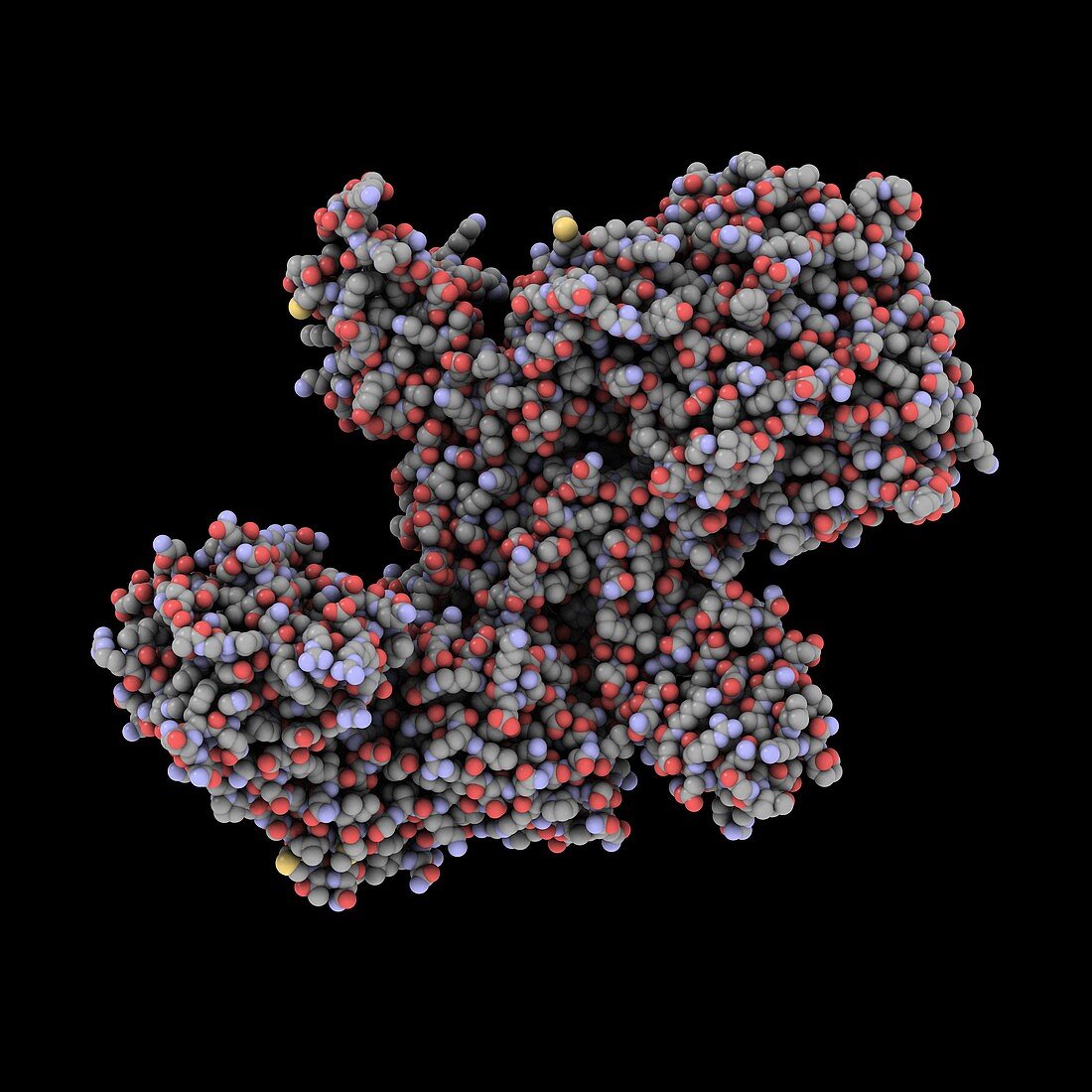 Botulinum toxin A,molecular model