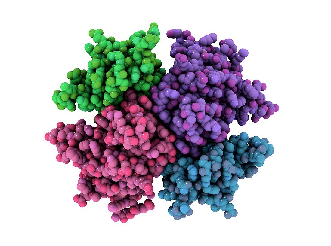 Transthyretin protein,molecular model