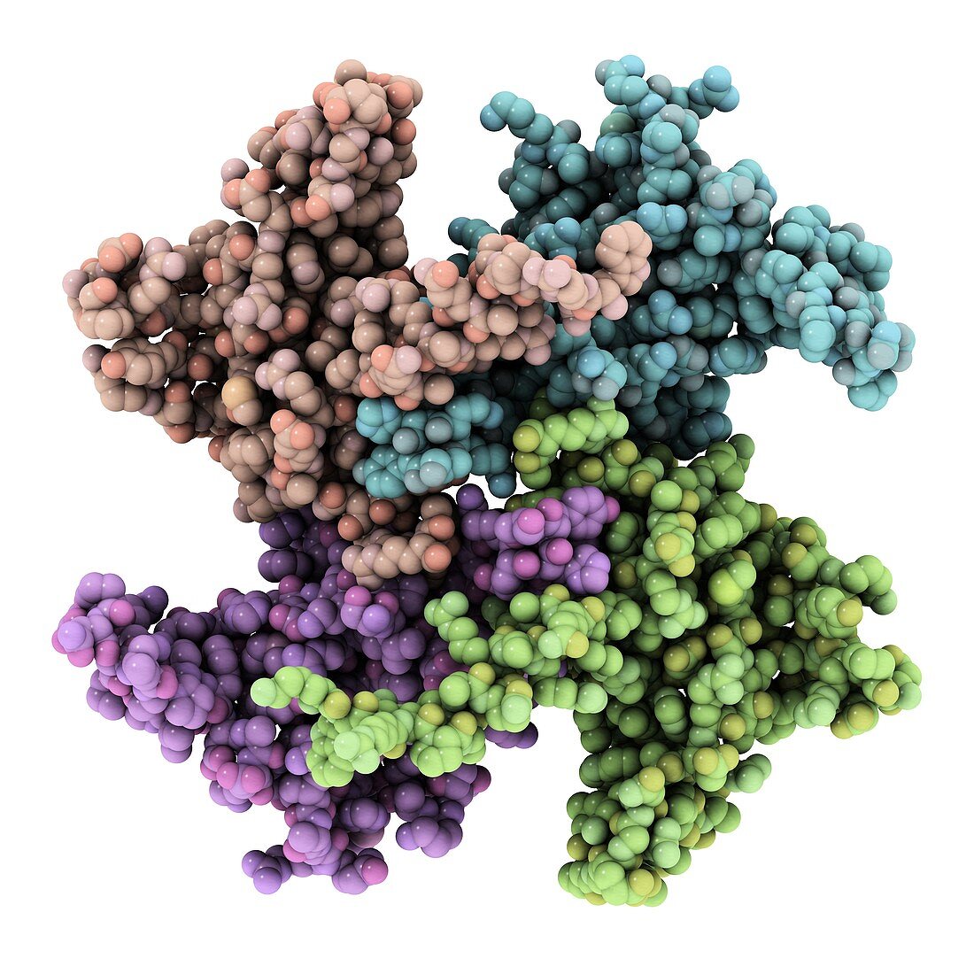 RNA processing protein,molecular model