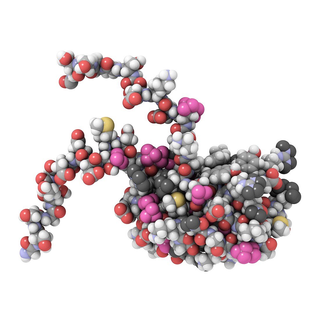 RNA-binding protein,molecular model