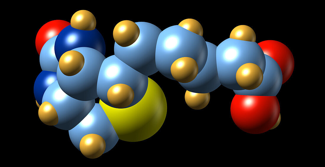 Vitamin B7,molecular model