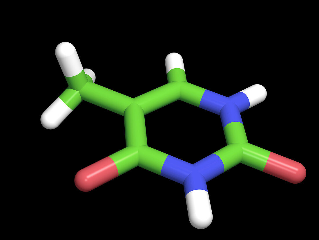 Computer artwork of a thymine molecule