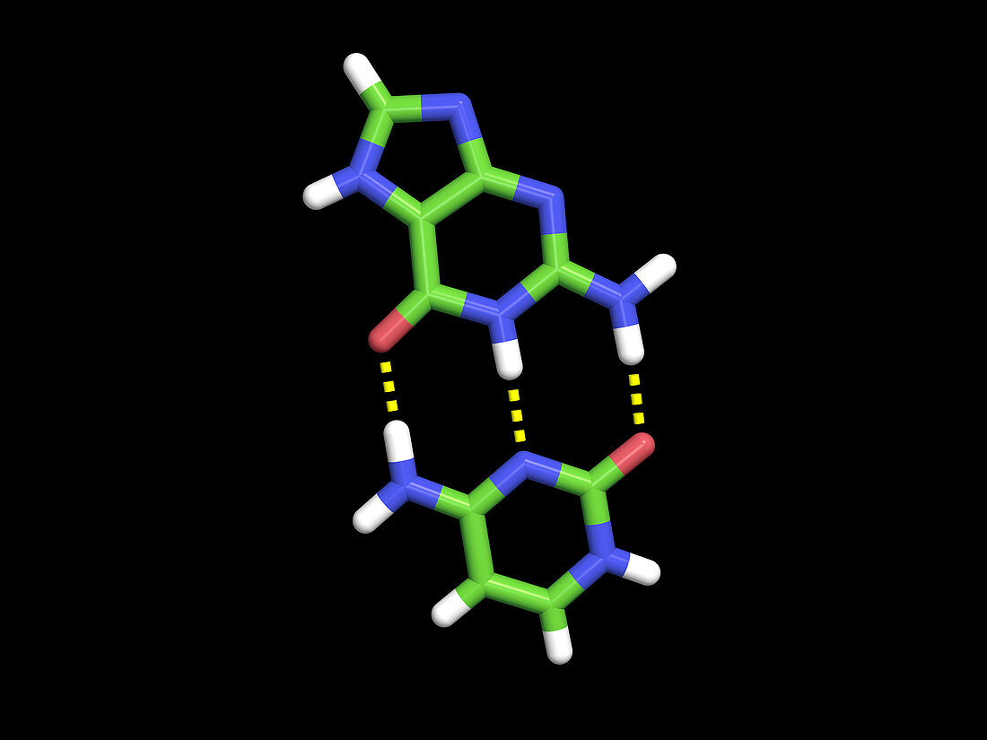 Cytosine-guanine base pair