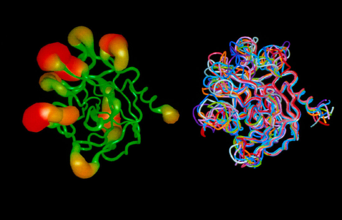 Kallikrein protein molecules