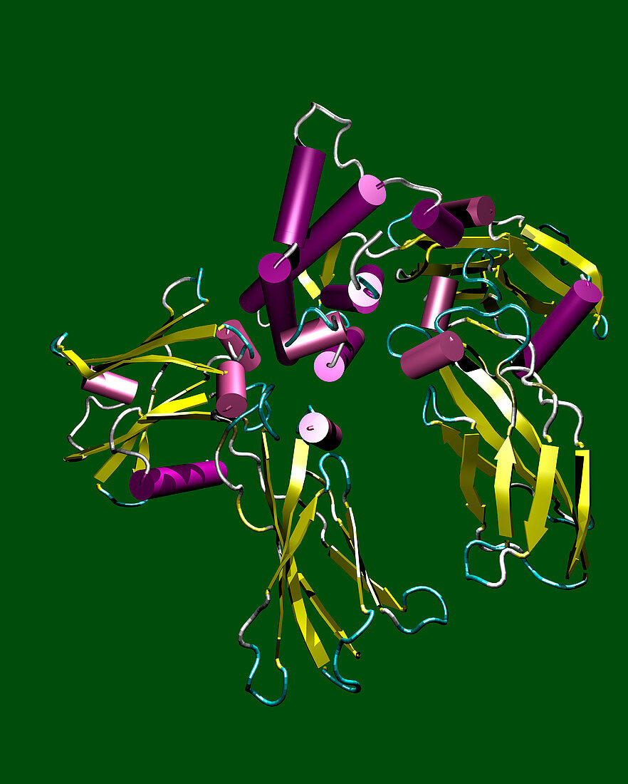 Erythropoietin hormone