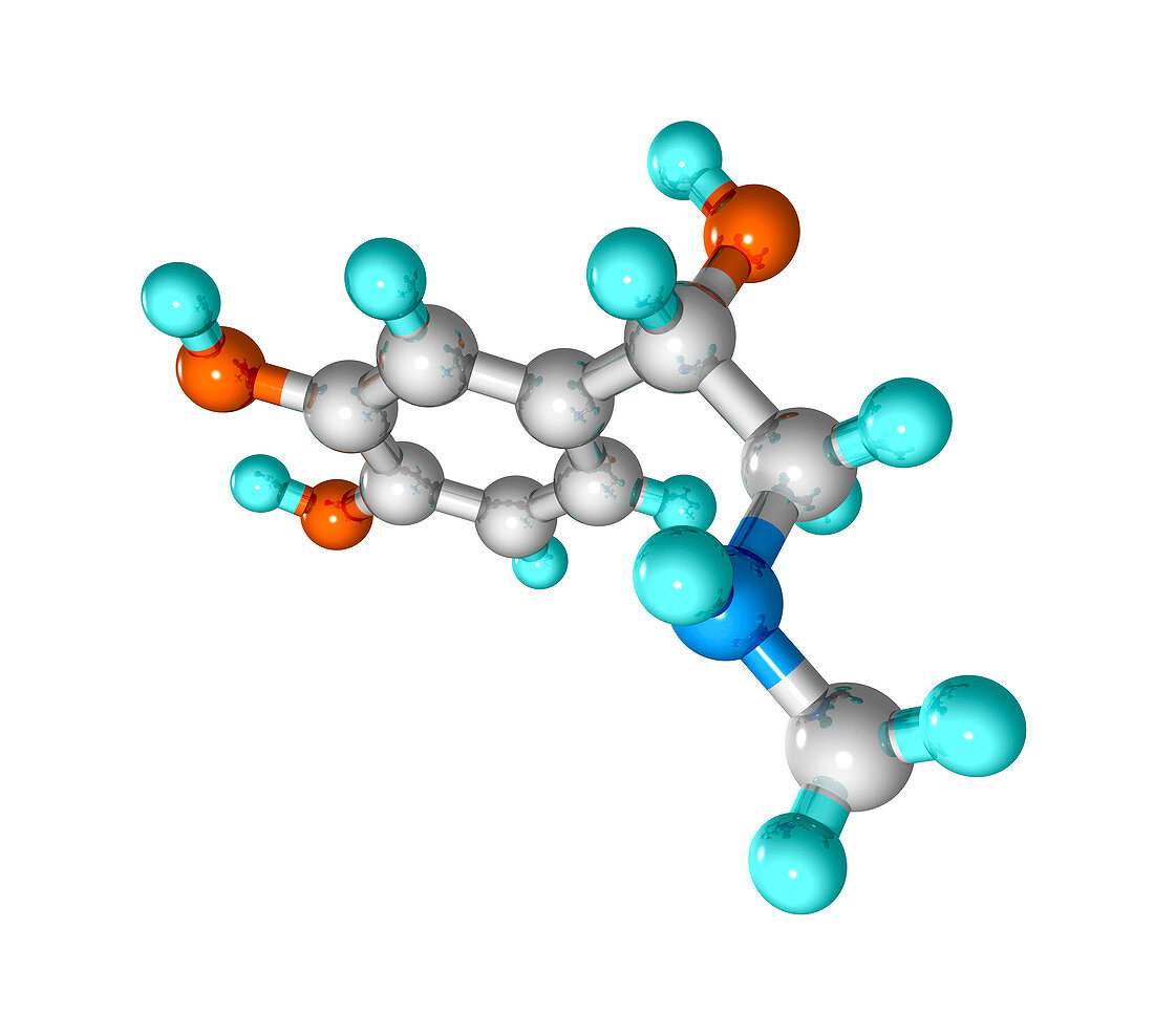 Adrenaline hormone molecule