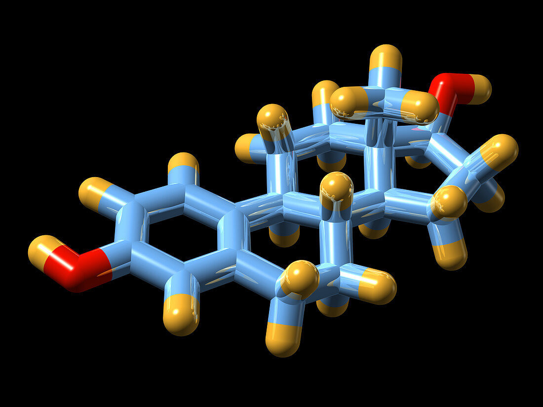 Oestradiol hormone,molecular model