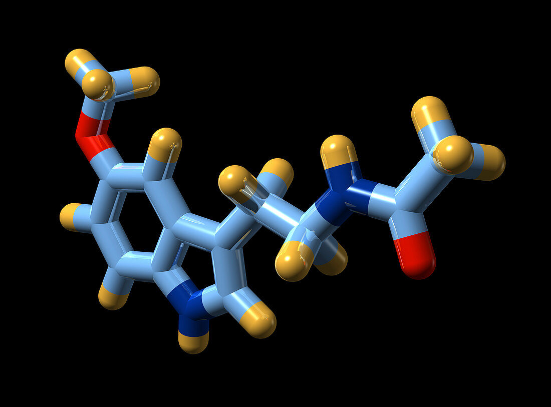 Melatonin,molecular model