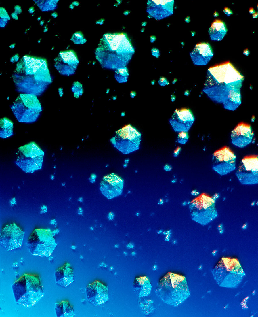 Insulin crystals