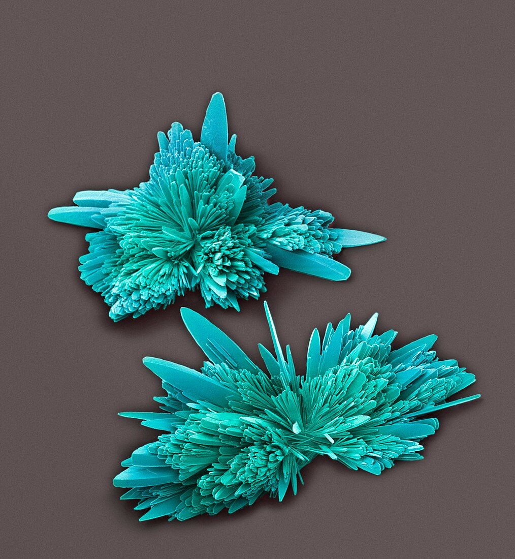 Salbutamol sulphate crystals,SEM