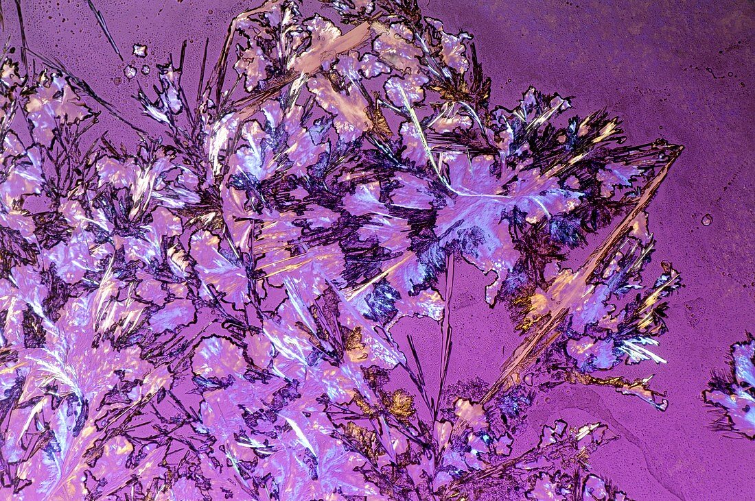 Cocaine drug crystals,light micrograph