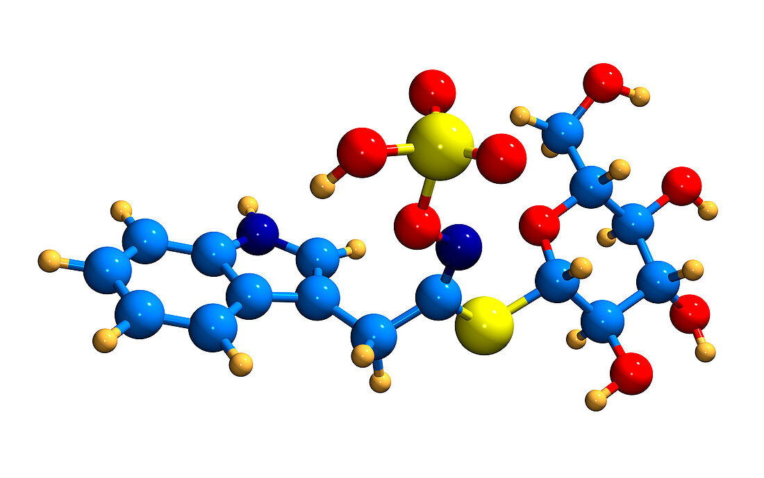 Glucobrassicin cancer drug molecule