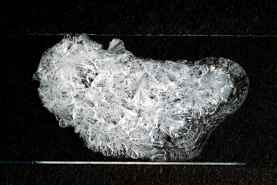 Salol crystals after slow cooling