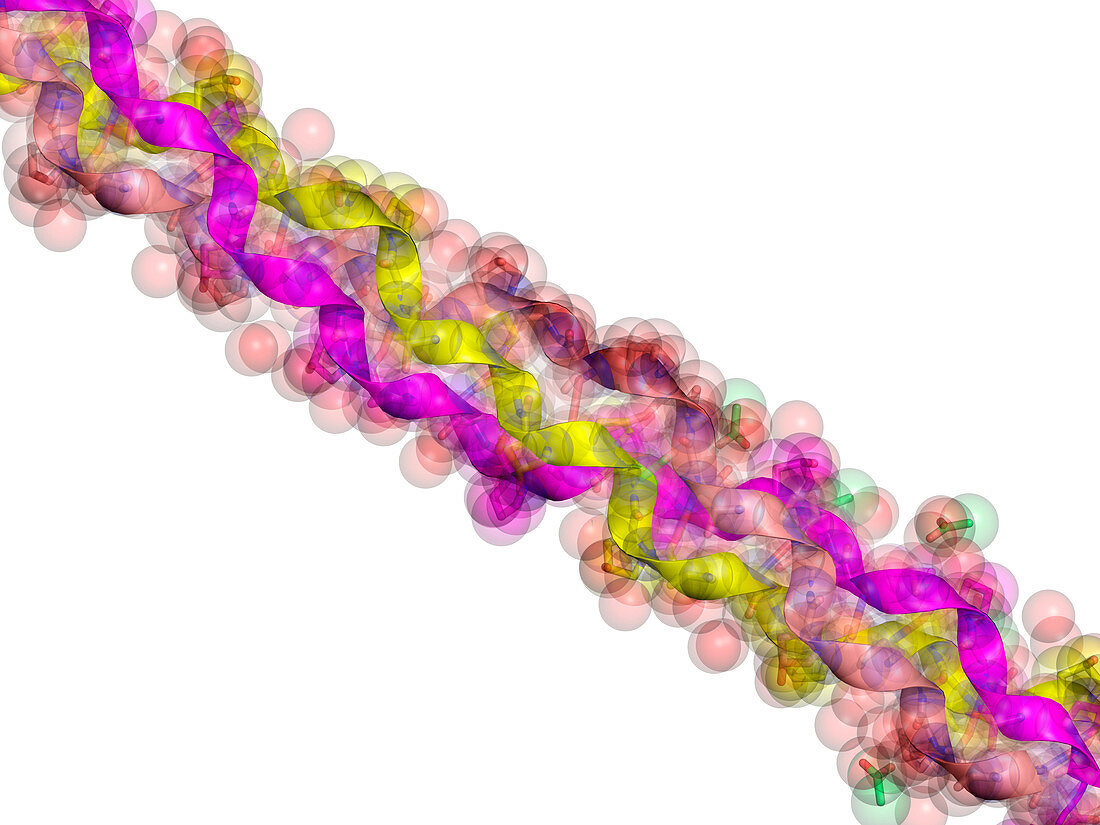 Synthetic peptide fibre,molecular model