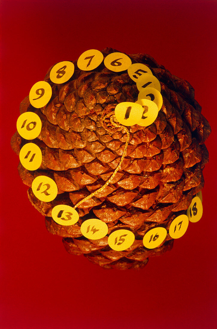 Fibonacci numbers in a pinecone