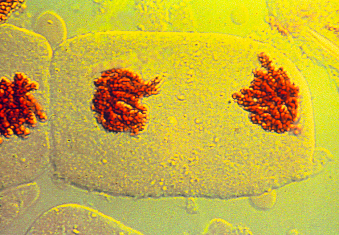 Telophase of mitosis in bluebell cells