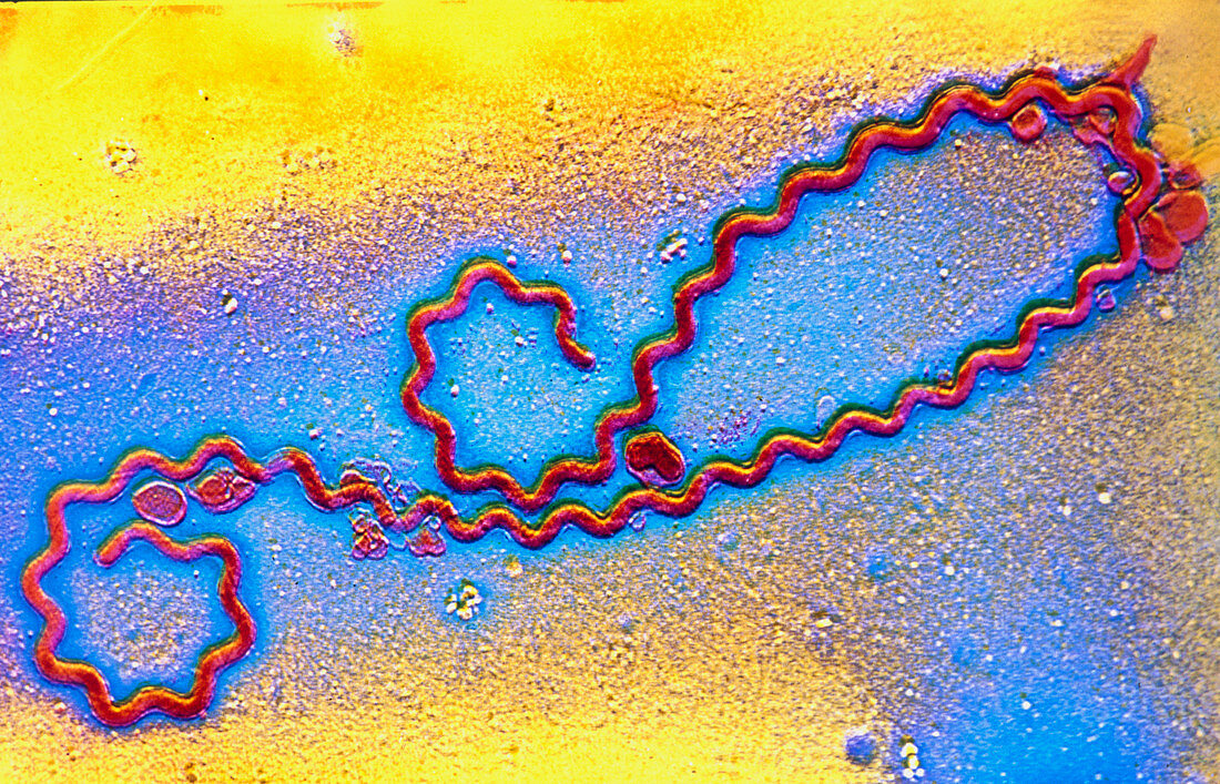 Coloured TEM of Leptospira sp. bacterium