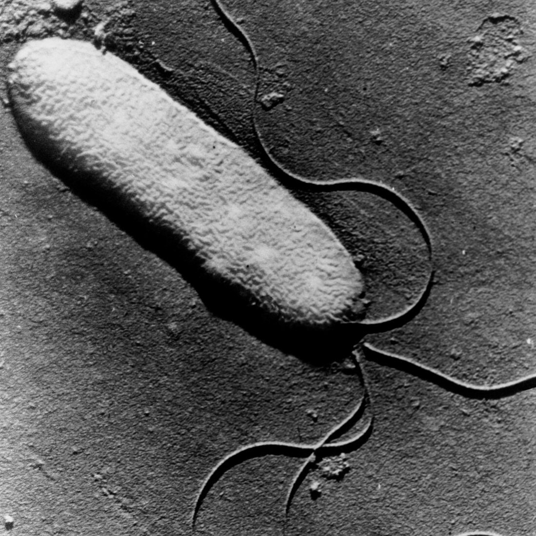 TEM of Pseudomonas syringae bacterium