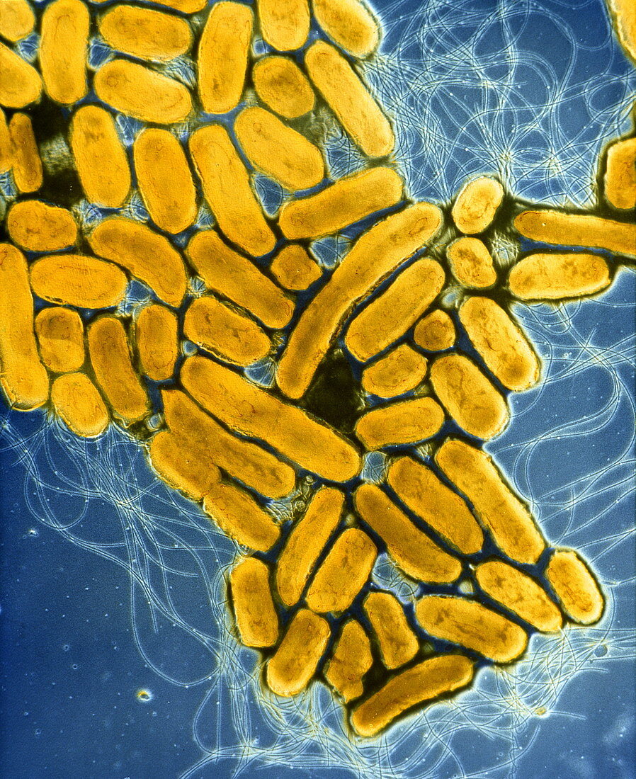 Salmonella enteritidis bacteria