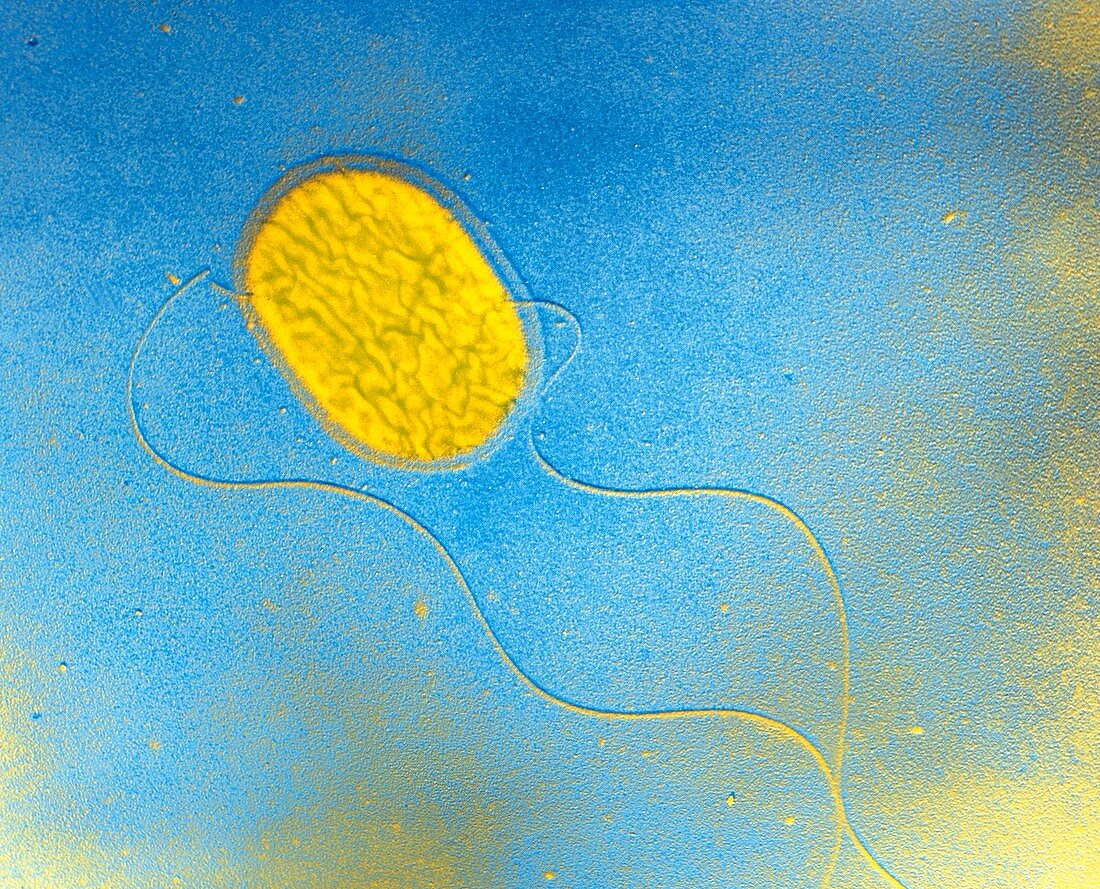 Salmonella typhimurium bacterium