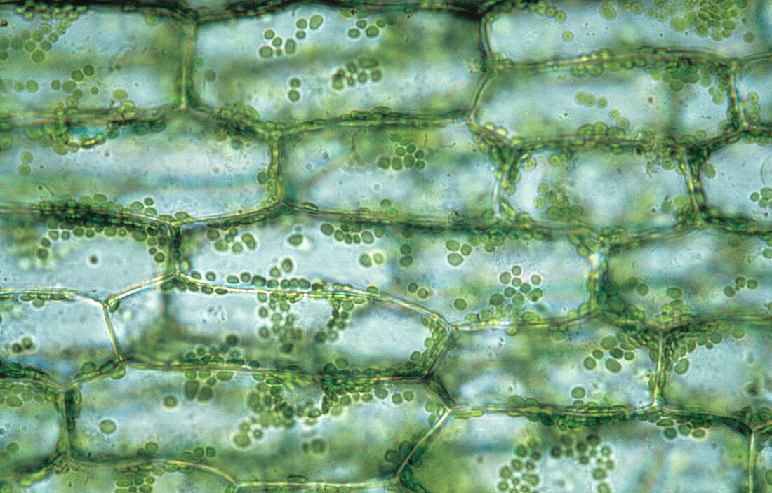 Cells in canadian pondweed leaf,Elodea