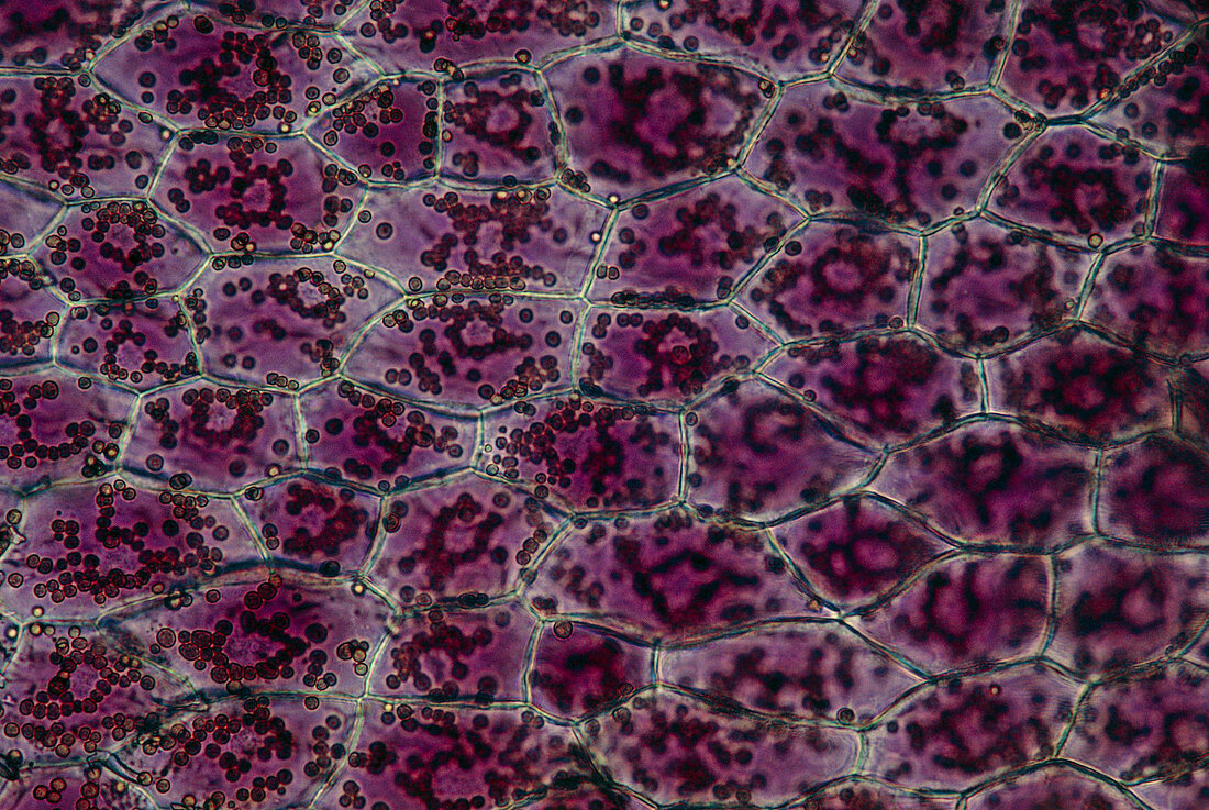 Light micrograph of an iris petal