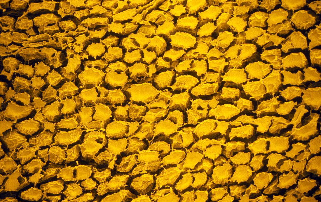 SEM of a slice of a cooked potato