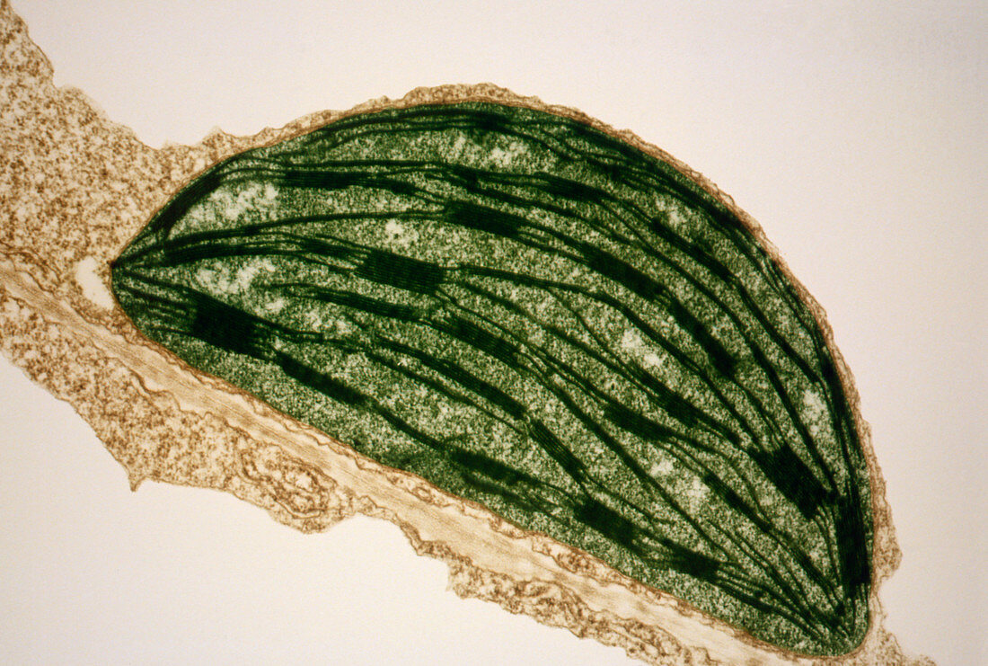 TEM of chloroplast from a tobacco leaf