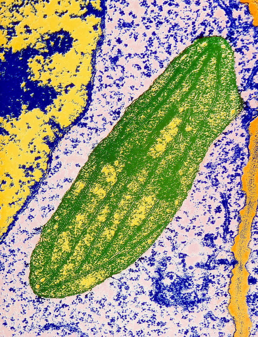 Chloroplast in cell of a pea plant