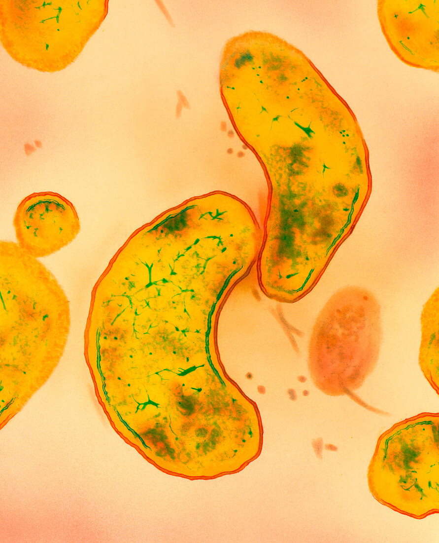 TEM of campylobacter jejuni bacteria