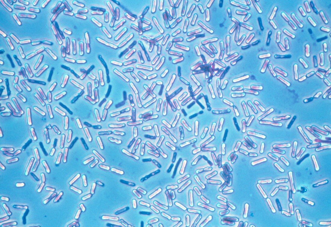 Light micrograph of rod-shaped bacteria