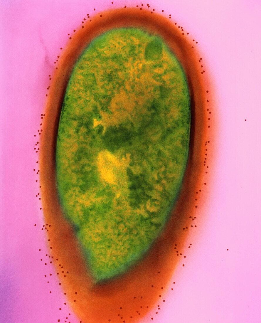 Coloured TEM of Lactobacillus bucherni