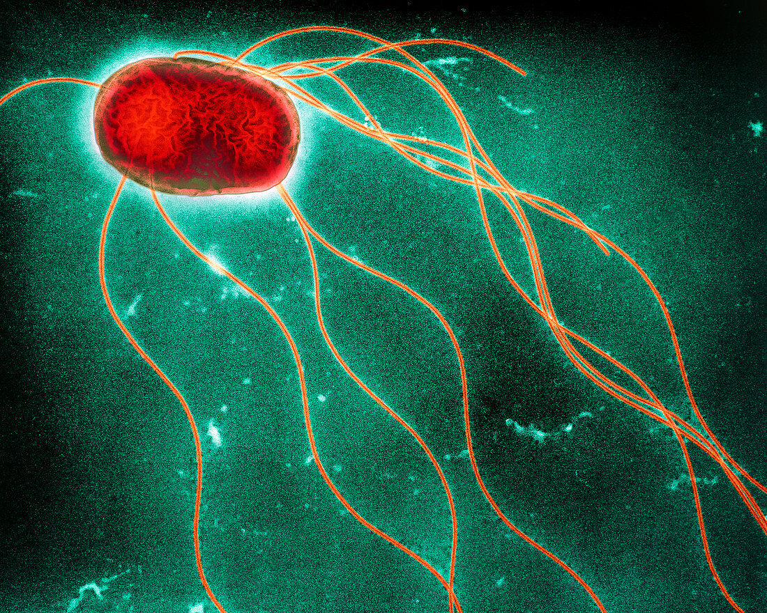 Salmonella enteritidis bacterium