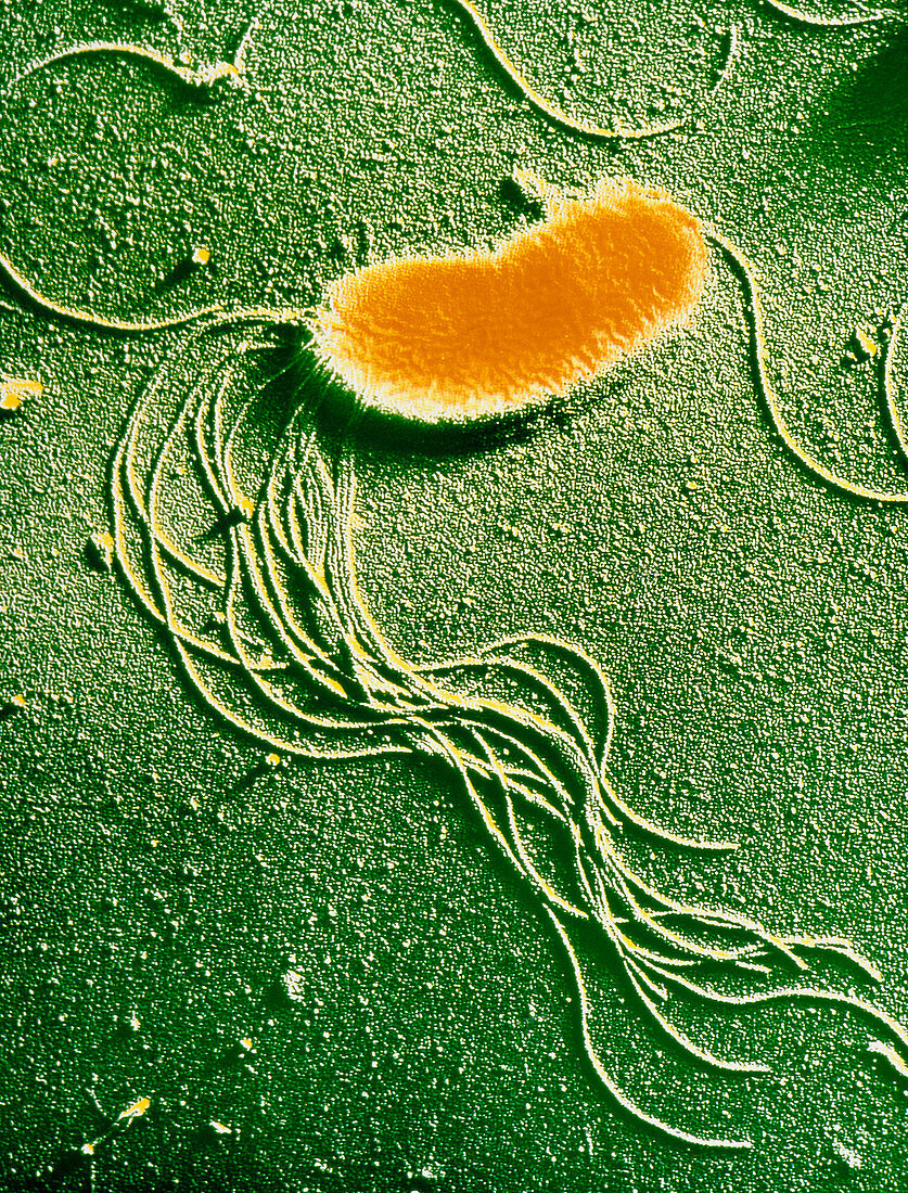 Pseudomonas fluorescences bacteria