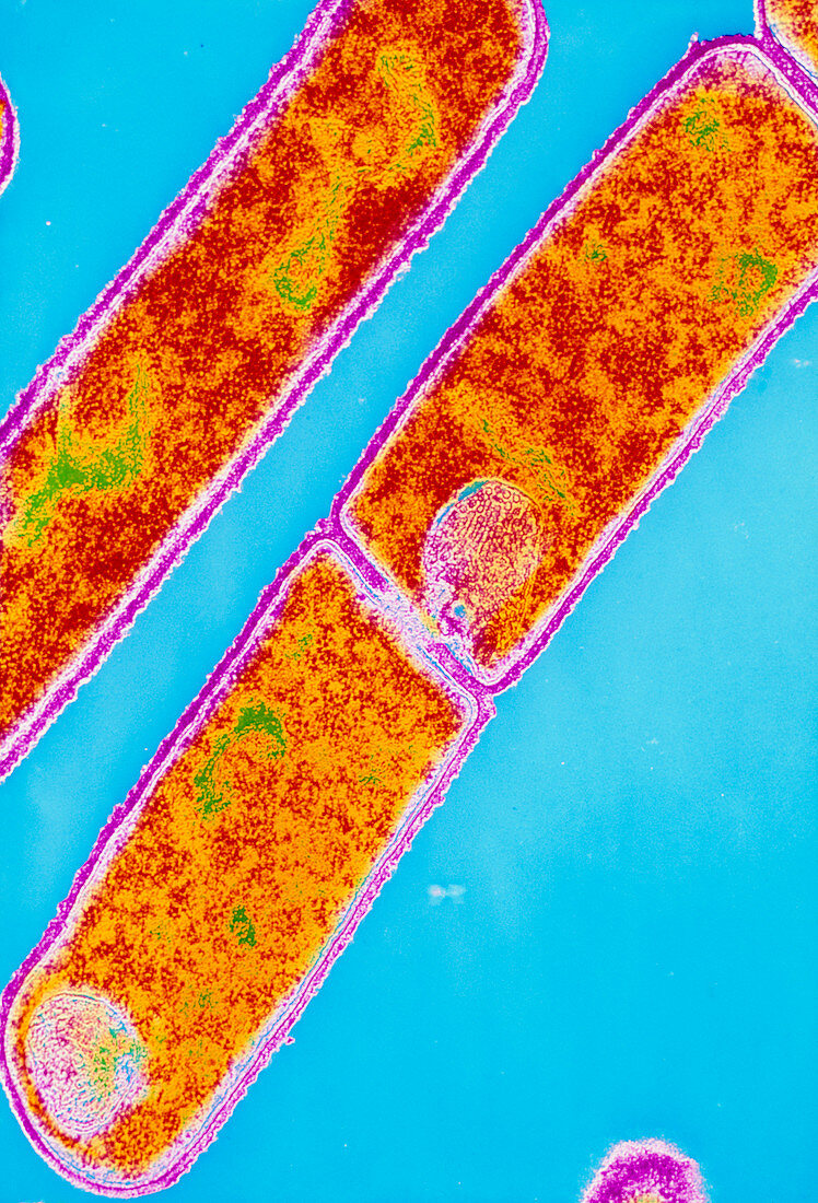 Bacillus subtilis bacteria in cell division