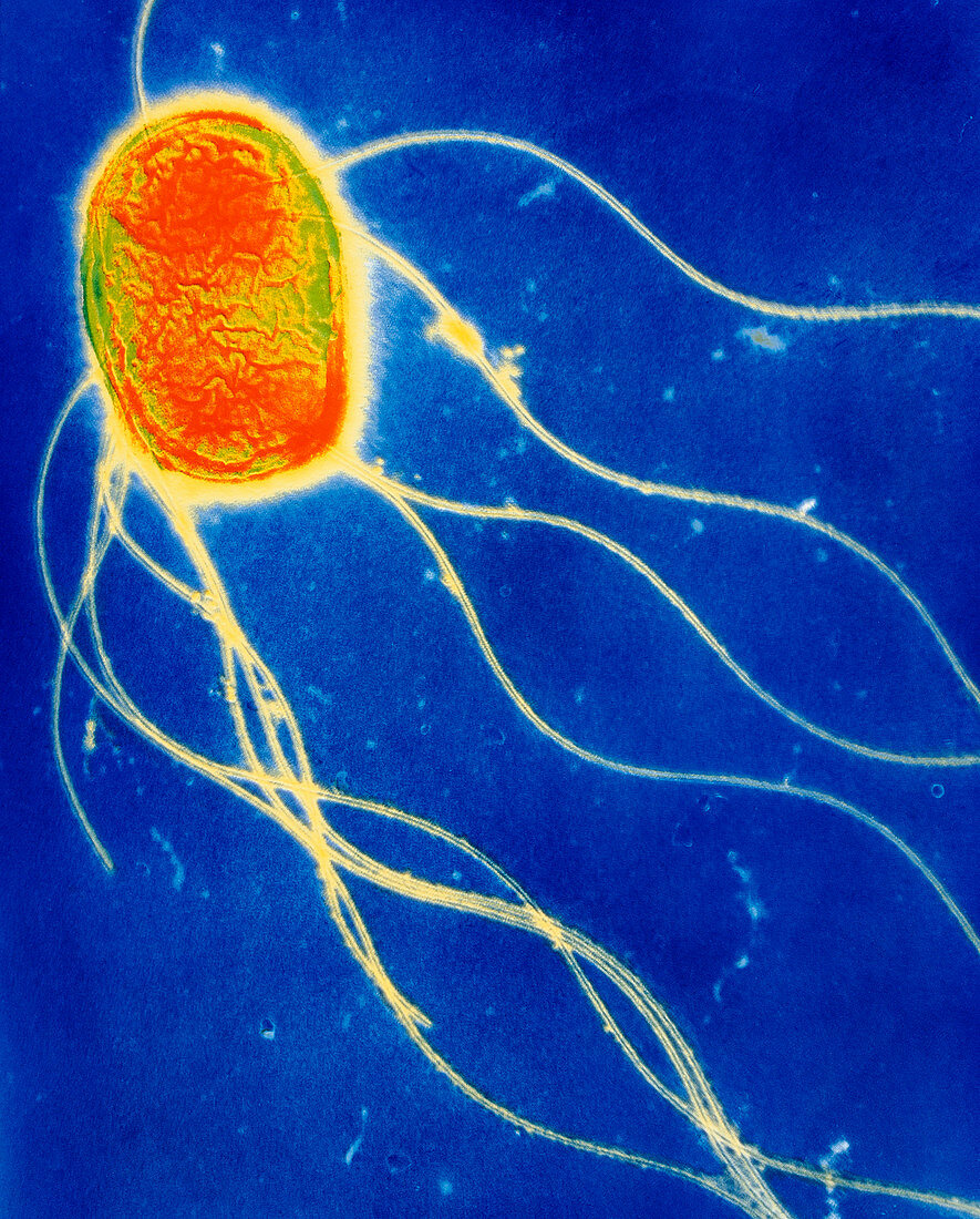 Salmonella enteritidis bacterium