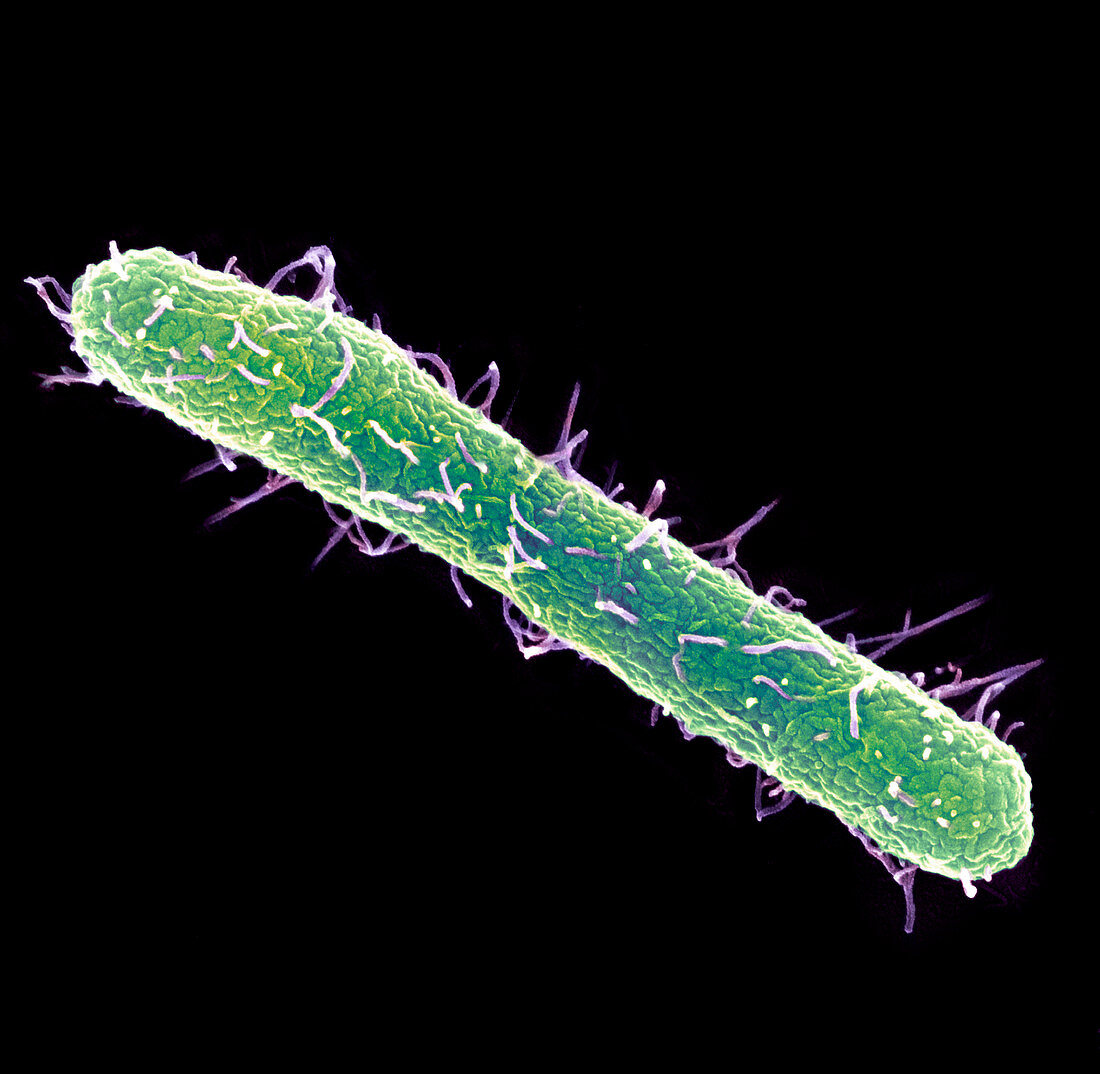 Salmonella typhimurium bacterium,SEM