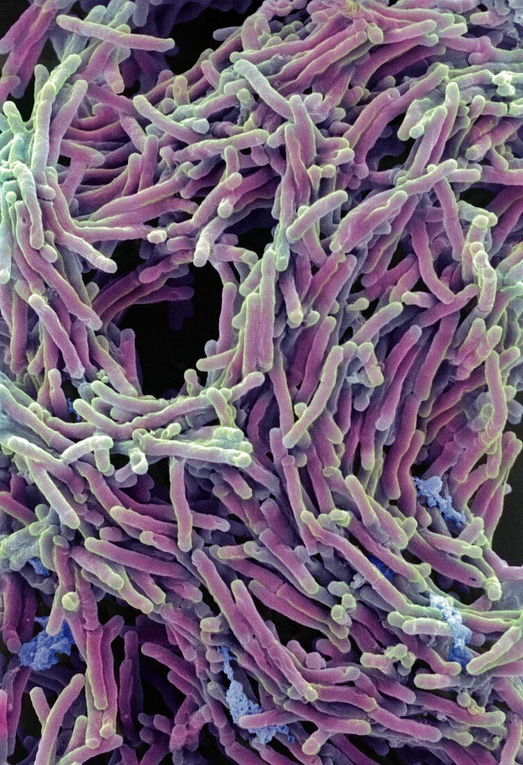 Tuberculosis bacteria