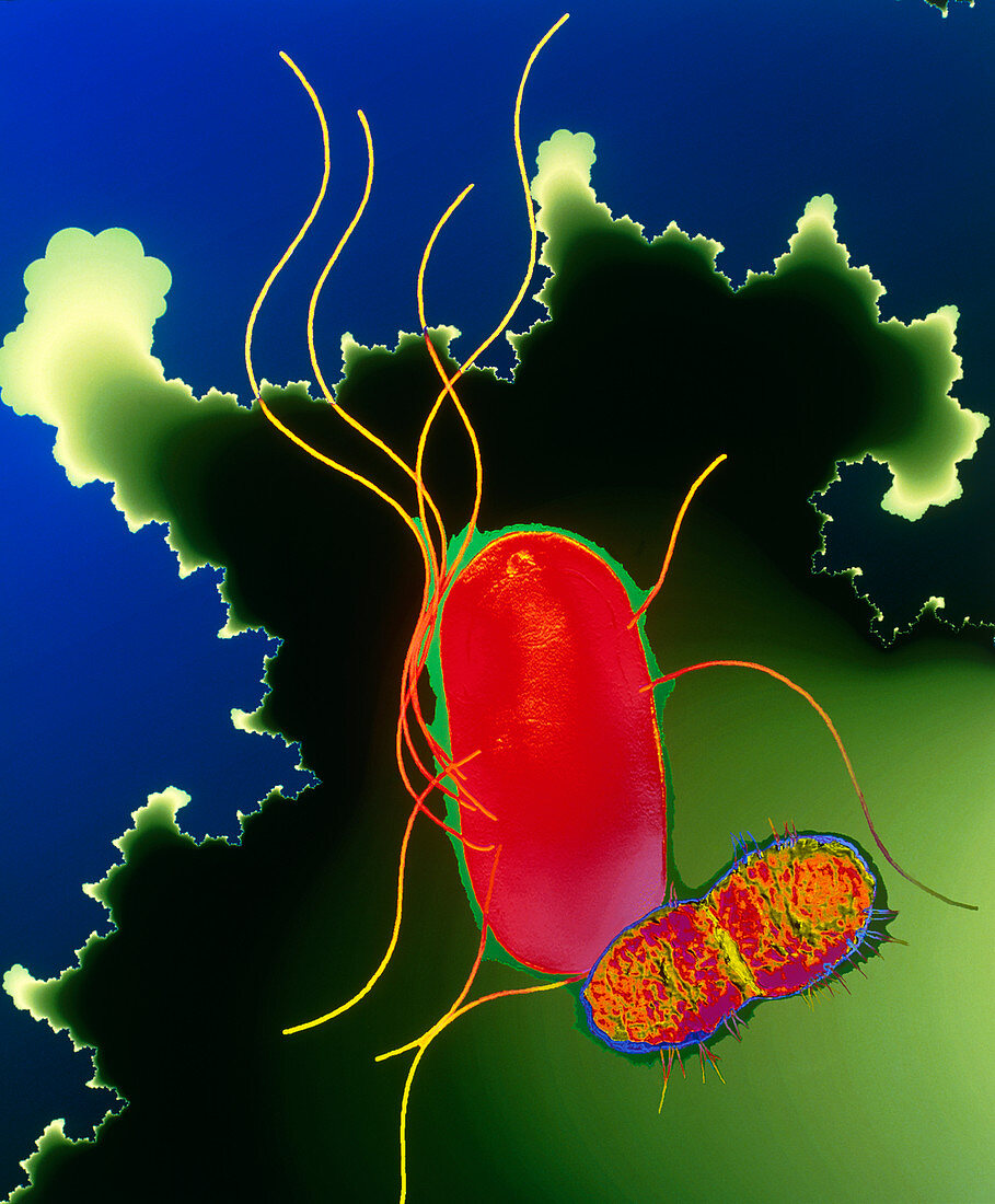 Proteus bacteria