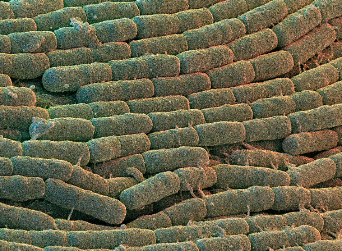 Bacillus cerus bacteria,SEM